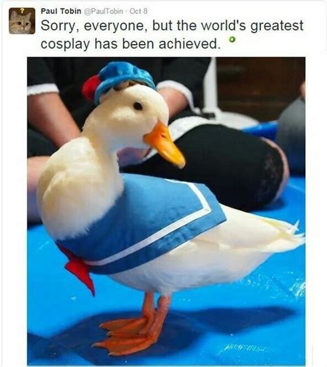 35 Duck Memes That Will Make You Quack All Day Duck Memes Cosplay