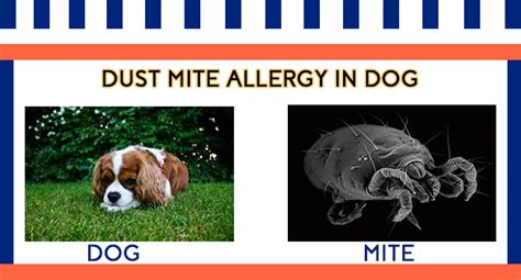 Dust Mite Allergies In Dog Symptoms And Diagnosis Allergy