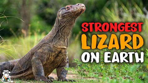 Why Are Komodo Dragons The Strongest Lizards Youtube