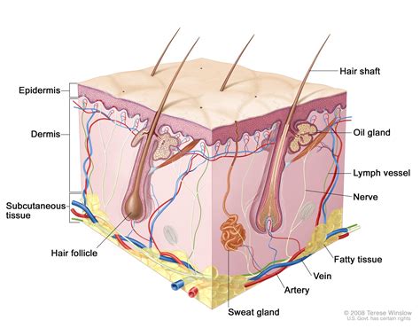 Epidermis is generally composed of single layer of parenchymatous cells compactly arranged without intercellular spaces. All About Skin Care: Over The Counter VS. Cosmeceutical ...