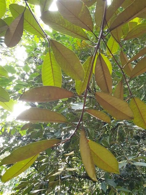 Palaquium Gutta Hook Baill Gutta Percha Tree World Flora Pl