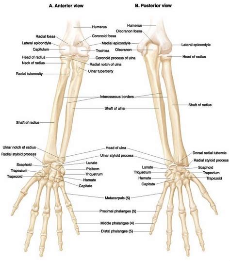 Upper Limb Bone Anatomy 2 Anatomy Bones Upper Limb Anatomy Human