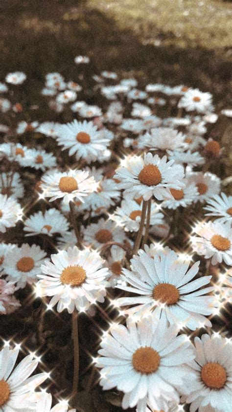 Aesthetic Daisy Pictures Ideas Mdqahtani