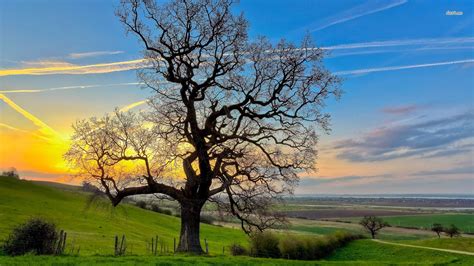 Download Beautiful Oak Tree Wallpaper By Alexispalmer Oak Tree