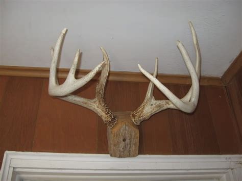 In a nutshell, we just tried to make them more decorative. how to mount shed antlers - Google Search | Shed antlers, Antler lights, Antlers