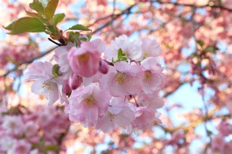 Cherry Blossoms Closup Blooming Pink Cheery Tree Flowers During A