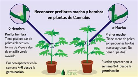 Etapa De Floración En Plantas De Cannabis Una Guía Para Principiantes