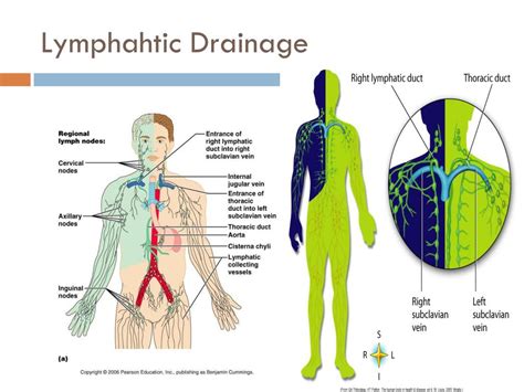Ppt Lymphatic System Powerpoint Presentation Free Download Id2067086