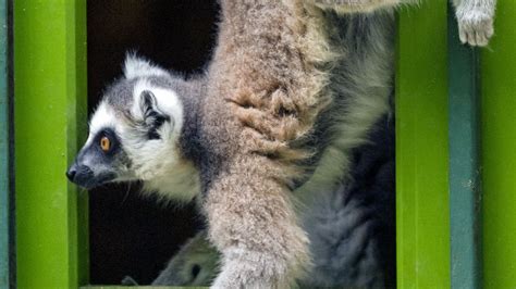 Lemur Animal Hd Wallpapers Wallpaper Cave