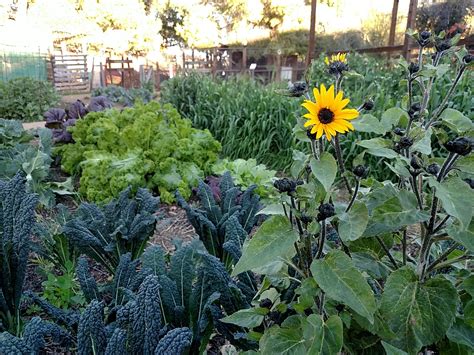 Our Work — Southwest Victory Gardens