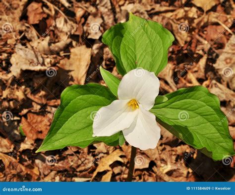 Bright Flowers Of A Large White Trillium Plant In A Spring Forest Stock