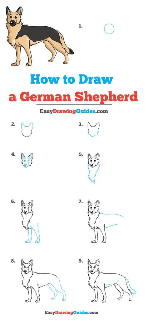 How To Draw A German Shepherd Easy