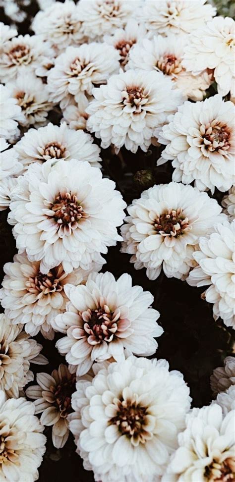 White Flowers In 2020 Flower Phone Wallpaper Flower