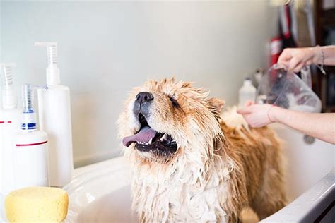 So how much water should my puppy drink? How Often Should You Wash Your Dog? — American Kennel Club