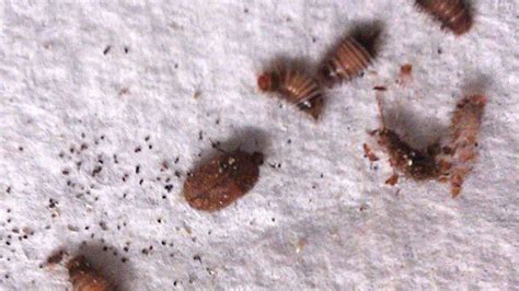 8 Images Carpet Beetles Itchy Bites And Description Alqu Blog