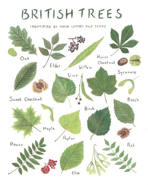 Deciduous Tree Leaf Identification Chart