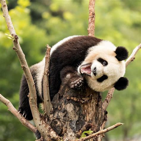 Giant Pandas Can Spend 10 12 Hours A Day Feeding Bamboo Is The Main