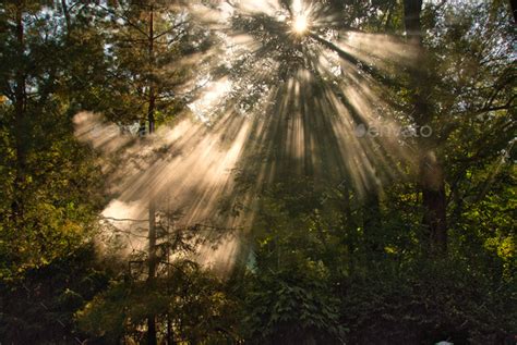 Sun Rays Shining Through The Canopy Of Trees In The Forest Stock Photo