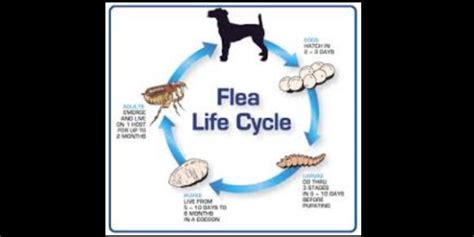 Flea Control Flea Allergy Flea Hypersensitivity Flea Bites