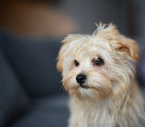 Morkie Mixed Dog Breed Pictures Characteristics And Facts