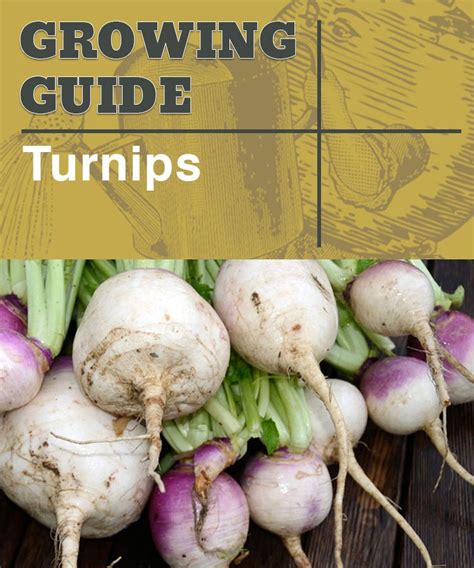 How To Grow Turnips