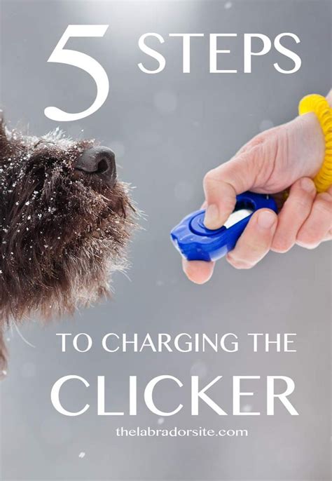 5 Steps To Charging The Clicker Clicker Training Basics From The