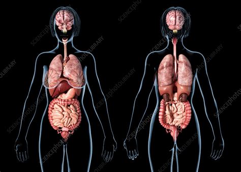 Female Internal Organs Illustration Stock Image F0251053