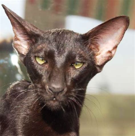 Molly and charlie talking on the cat tree (original) siamese kittens. Pictures Of Black Siamese Cats - Funny Pic