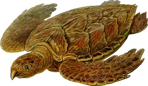 Turtle Reptile Tortoise PNG Clipart Royalty Free SVG PNG