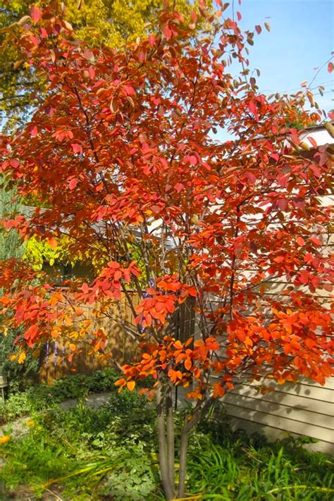 Buy Autumn Brilliance Serviceberry Tree Free Shipping Wilson Bros