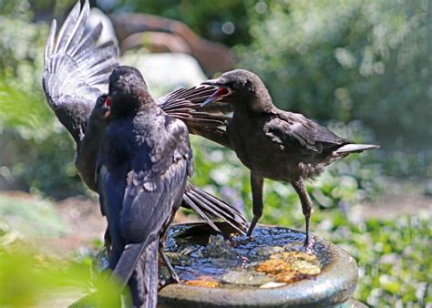 Why Did An El Sobrante Flock Of Crows Attack A Single Crow