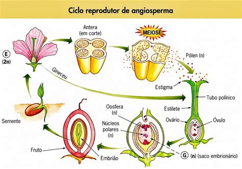Desenvolvimento Das Plantas Angiospermas Brasil Blogado