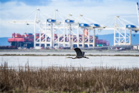 The Fate Of The Fraser River Delta Canadian Geographic