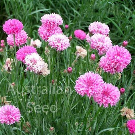 Buy Centaurea Pink Ball Cornflower Centaurea Cyanus Seed