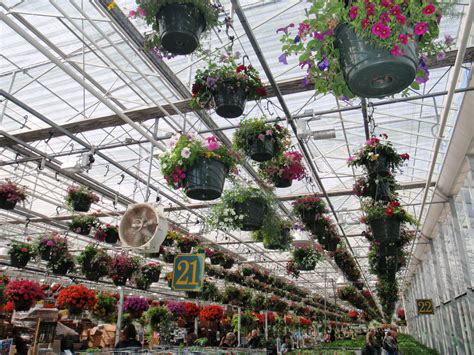 Hanging Baskets As Far As The Eye Can See At Devon Greenhouses In