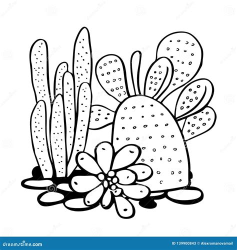 Cactus And Succulents Vector Hand Drawn Outline Black And White Sketch