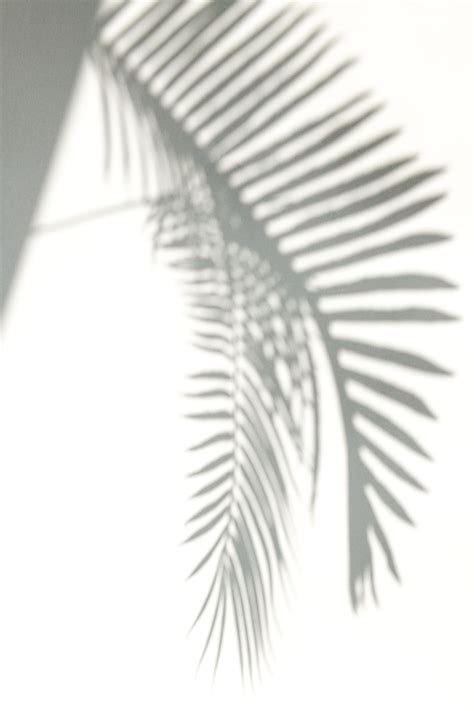 Shadow Of Palm Leaves Design Element Free Stock Photo High