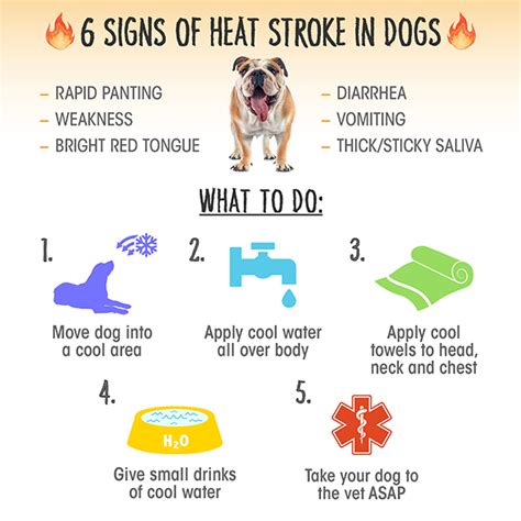 How To Prevent Heat Stroke In Dogs