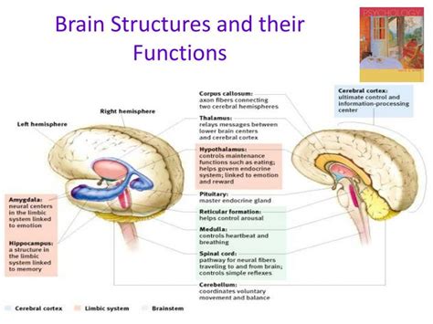 Ppt Brain Structures And Their Functions Powerpoint Presentation