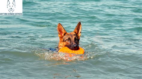 Can German Shepherds Swim What To Know Before A Beach Day