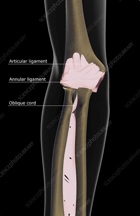 The Ligaments Of The Elbow Stock Image F0019786 Science Photo