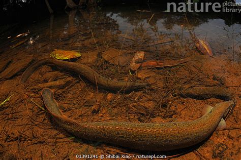 Nature Picture Library Tire Track Eel Mastacembelus Armatus Group
