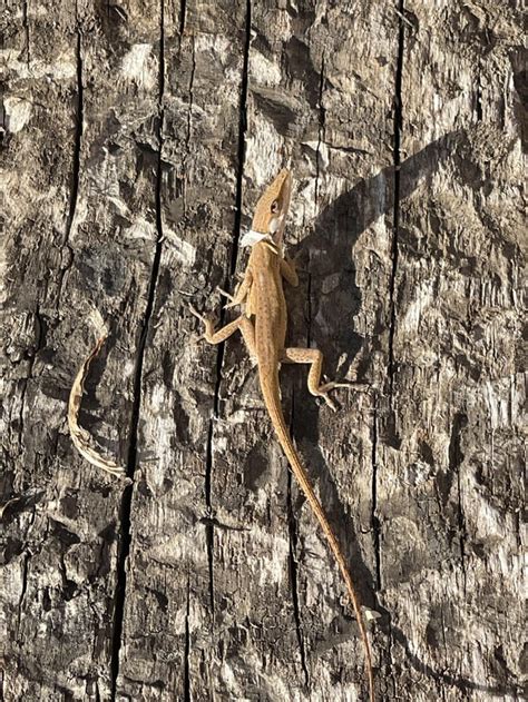 Wild Anole Lizard I Found In The Middle Of Shedding Lizards