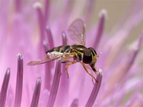 syrphid flower fly syrphidae diptera gathering pollen f… flickr