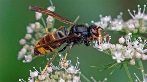 Deadly Asian Hornet Invasion Hits Uk As Warning Issued After 10 Attacks Stay Vigilant