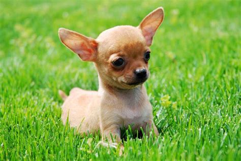 Tiny newborn chihuahua puppy in the palms. Chihuahua Puppies Photos - Small Dog Breed Photos