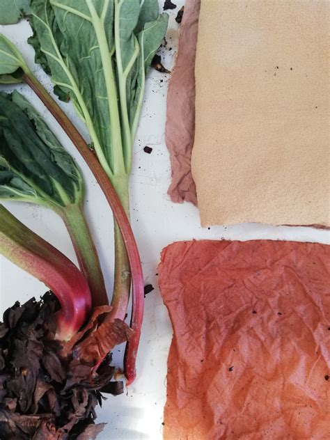 Dyeing With Rhubarb Root With A Surprise Ending Sarah Burns Patterns