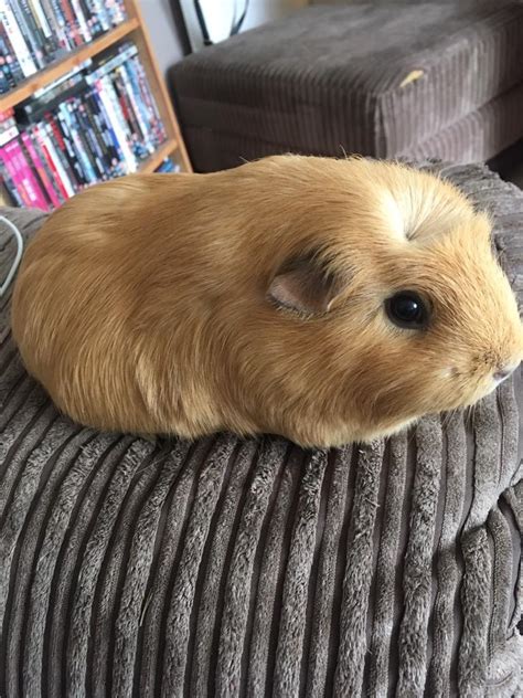 2 Young Female Guinea Pigs In Plymouth Devon Gumtree