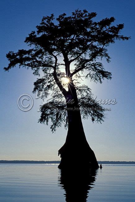 Cypress Tree Taxodium Distichum On Lake Drummond In Great Dismal