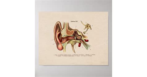 Spanish Vintage Anatomy Print Ear Zazzle